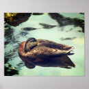 Recherche de sommeil photographie Sauvage