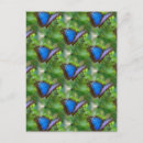 Zoek naar vlinder blauw briefkaarten Patroon