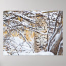 Recherche de de lynx posters Neige