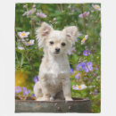 Recherche de chien chiwawa couvertures plaids Mignon