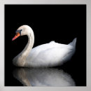 Zoek naar witte zwanen posters Vogel