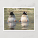 Zoek naar male briefkaarten Fotografie