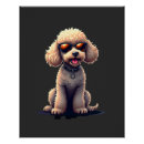 Recherche de chien de caniche posters Chiot