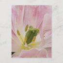 Zoek naar keukenhof briefkaarten Detail