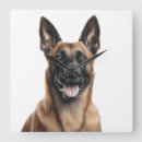 Recherche de belge horloges Malinois