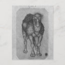 Recherche de chameau dromadaire cartes postales Bosse