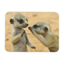 Recherche de deux animaux magnets Faune