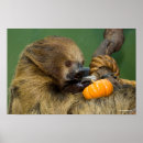 Recherche de paresse photographie Animaux