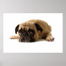 Recherche de chiot de carlin posters Adorable