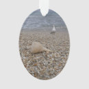 Recherche de coquilles de mer ornements Tropical