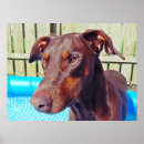 Recherche de brun chocolat photographie Dobermann