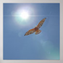 Zoek naar hawk posters Kunst