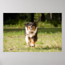 Recherche de bergers australiens posters Animal