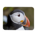 Recherche de macareux magnets Noir