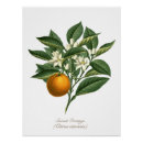 Recherche de fruit vintage posters Floral