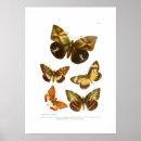 Zoek naar vintage vlinders posters Insect