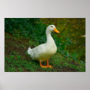 Recherche de canard posters Blanc