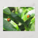 Recherche de coccinelle rouge cartes postales Coléoptères