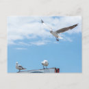 Recherche de mouette en vol cartes postales Océan