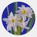 Recherche de narcisse autocollants Printemps