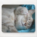 Zoek naar moeder muismatten Kat