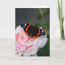 Recherche de vanessa papillon Nature