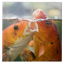 Recherche de carpe carreaux Horizontal