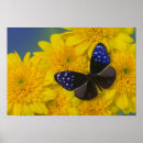 Zoek naar tropische vlinder posters Darrell gulin