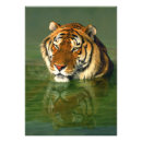 Recherche de captifs posters Tigre