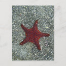 Recherche de mer rouge cartes postales Plage