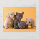 Recherche de dachsund cartes postales Chiot