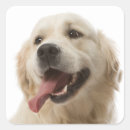 Recherche de repérage autocollants Dog