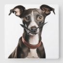 Recherche de greyhound horloges Mignon