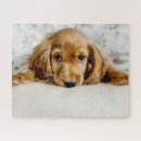 Recherche de cocker spaniel puzzles Chiot