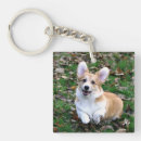 Recherche de chiot corgi porteclés Corgis
