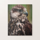 Recherche de oiseaux de proie Pour enfants