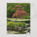 Recherche de érable japonais cartes postales Arbre