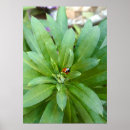 Recherche de scarabée posters Insecte