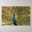 Recherche de paons art Ailes