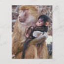 Recherche de babouins cartes postales Nature