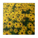 Recherche de yeux carreaux Rudbeckia