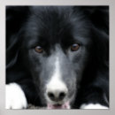 Recherche de expression visage posters Animal
