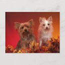 Recherche de yorkie cartes postales Mignon