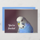 Recherche de perroquet bleu invitations Oiseau
