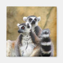 Recherche de primate magnete Madagascar