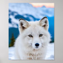 Zoek naar vos sneeuw posters Fotografie