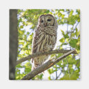 Recherche de hibou barré Nature