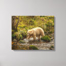 Recherche de ours blanc toiles Faune