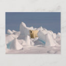 Recherche de banquise cartes postales Alaska