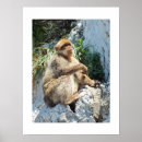 Recherche de singe posters Photographe